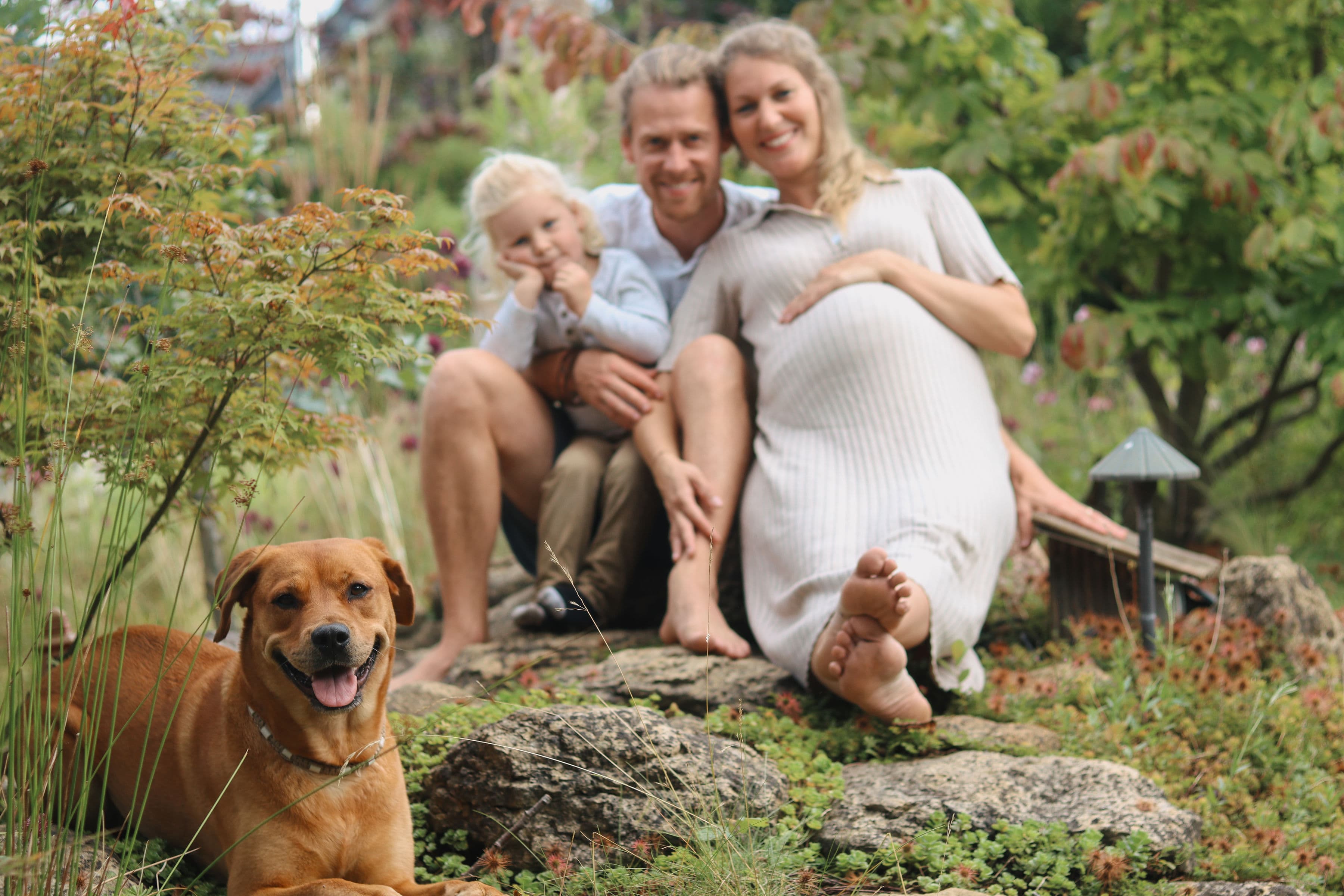 Smiling brown dog in focus with a blurred pregnant family sitting in a lush garden.