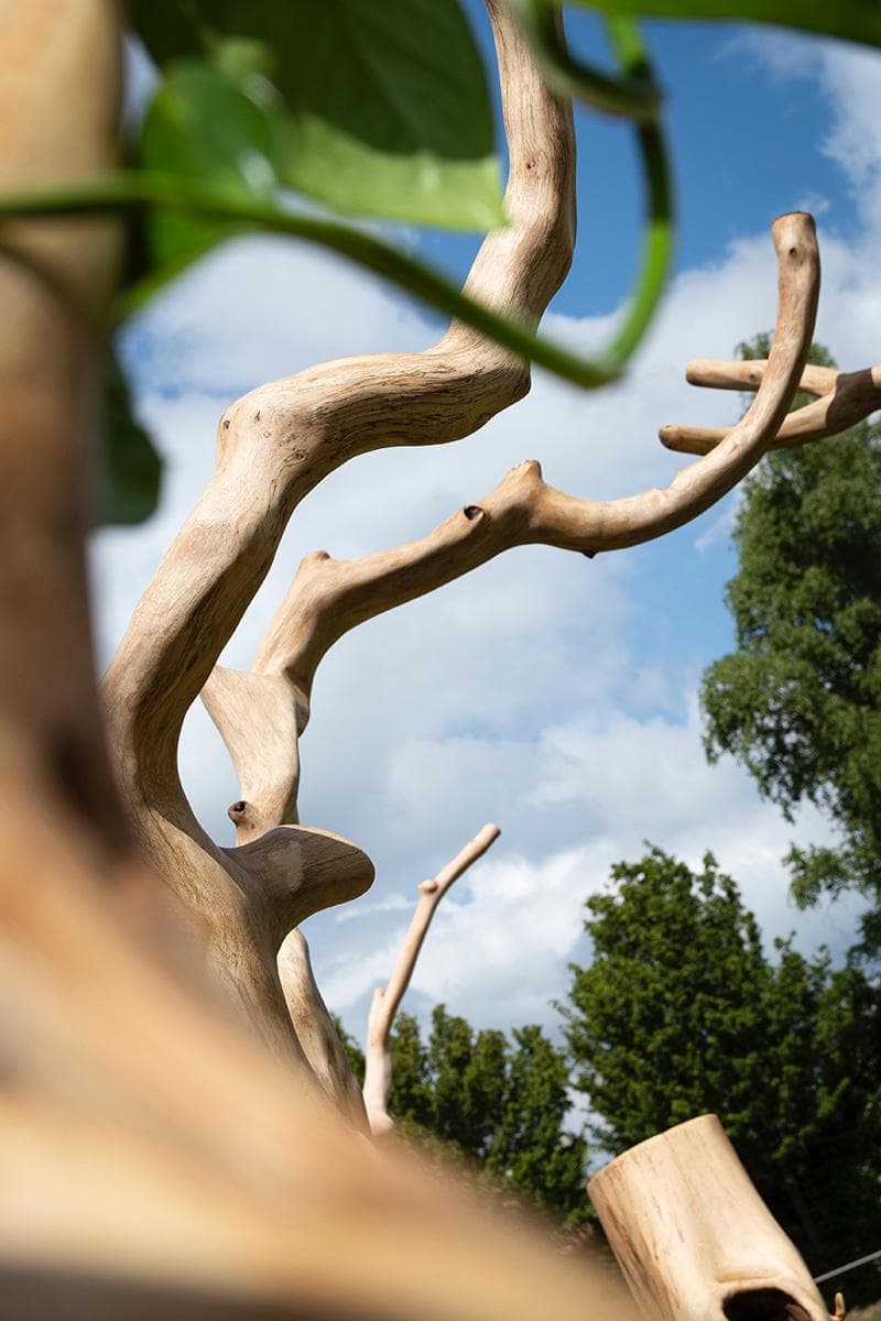 Smooth, light-colored wooden branches curving toward a blue sky with white clouds and green foliage.