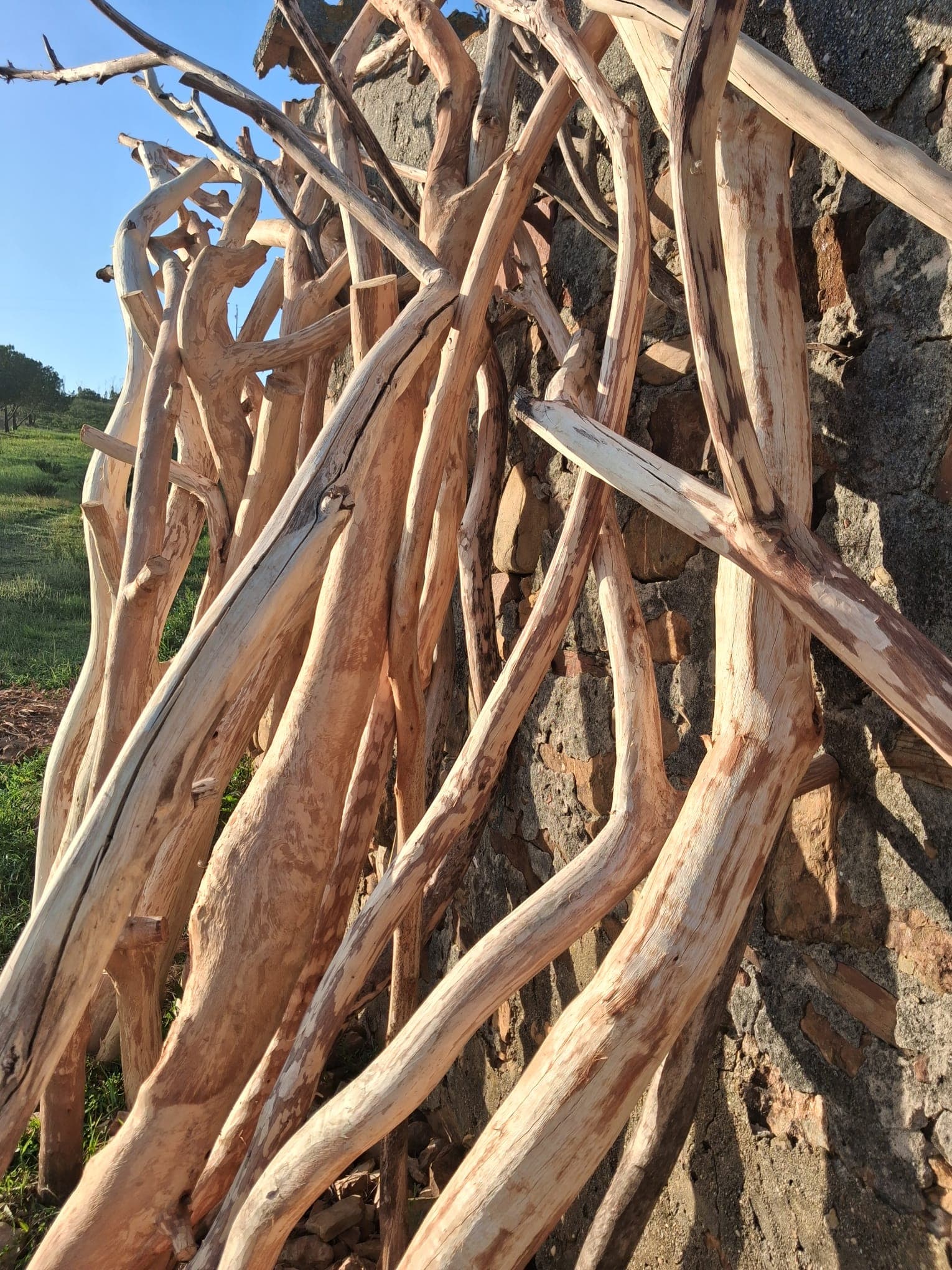 Smooth, debarked tree branches lean against a rustic stone wall under bright, direct sunlight.